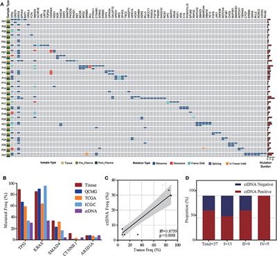 Circulating Tumor DNA as a Potential Marker to Detect Minimal Residual Disease and Predict Recurrence in Pancreatic Cancer